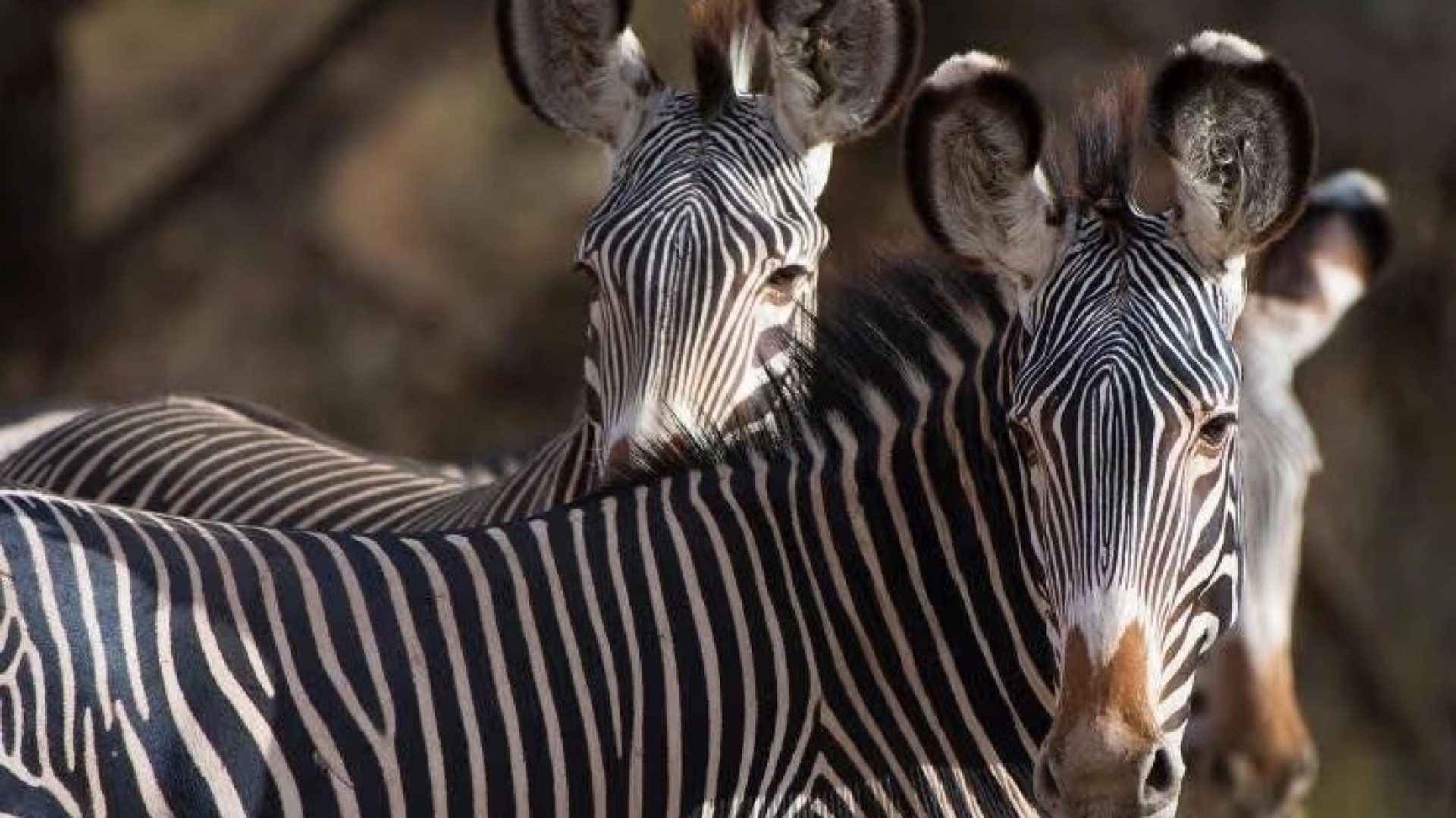 Two zebras standing close together with their heads raised